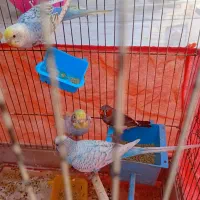 قناری|پرنده|قم, شهرک فاطمیه|دیوار