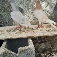 پلاکی جفتی عتیقه