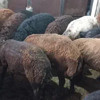 بره نر طوقلی گوسفند نربره سوپرگوشت