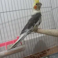 فقط و فقط ۵۰۰(به ضمانت جوجه‌کشی)