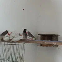 فنچ با جوجه