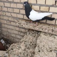 چهار ماده