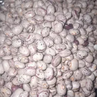 لوبیاچیتی‌ کوشاامسالی