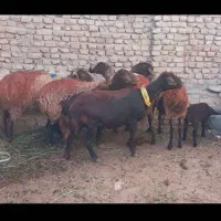 میش بره داره بی بره بزقو چ