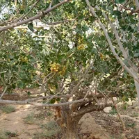 زمین پسته زار ۲۰۰۰ مترمربع ، بفروئیه میبد|فروش دفتر صنعتی، کشاورزی، تجاری|یزد, |دیوار