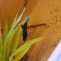 ماهی|ماهی|قم, شهرک امام حسن|دیوار