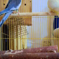 عروس هلندی نرو ماده|پرنده|بندرعباس, |دیوار