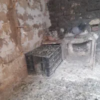 یک جفت کفتر آلمانی و هفرنگ نر