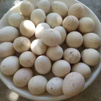 تخم بوقلمون تازه
