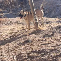 واگذاری سگ سراب