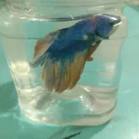 فایتر نر معاوضه با ۲ تا فایتر ماده