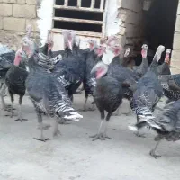 روستای هلوش|حیوانات مزرعه|پلدختر, |دیوار