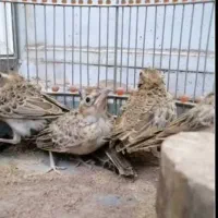 فروش جوجه سهره خاکی