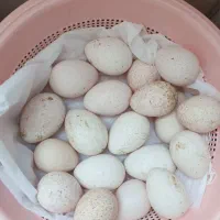 تخم بوقلمون نژاد بوربون درجه یک روانسر