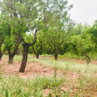باغچ  1000متری|فروش زمین و ملک کلنگی|نجف‌آباد, منتظری جنوبی|دیوار