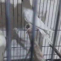 عروس هلندی البینو نر|پرنده|مرودشت, بیست متری بیمارستان|دیوار