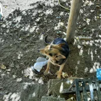 یک قلاده سگ ژرمن مالنیوز|سگ|یزد, |دیوار