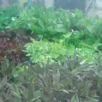 گیاهان طبیعی پلنت برای آکواریوم شارژ شد / سانفیش