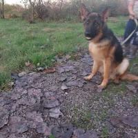 سلام سگ ژرمن یک ساله|سگ|کوچصفهان, |دیوار