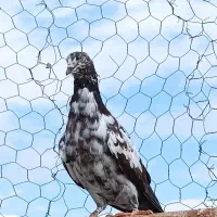 چهارعددماده|پرنده|خوی, |دیوار