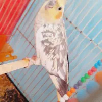 عروس هلندی مدل گلباقالی