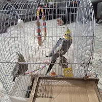 عروس هلندی نروماده