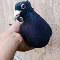 جفت کلاغ کرمونی کلایی