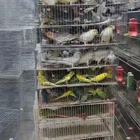 کبوتر لوازم جانبی پرنده فنچ مرغ-عشق میناطوطی قناری