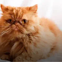 گربه پرشین ماده/فقط ۳تومن|گربه|اردبیل, |دیوار