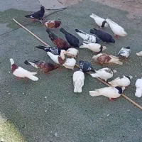کبوتر