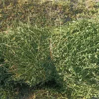 یونجه مرغوب