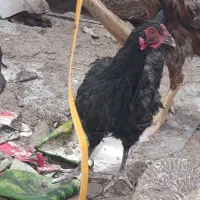 مرغ سیاه محلی