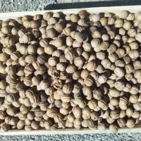 گردو|خوردنی و آشامیدنی|کوهسرخ, |دیوار