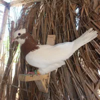 کبوتر طوقی و دم سفید