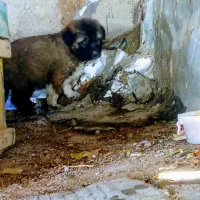 توله قهدرجونی