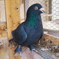 پدر و پسر یک جفت زاغ پر پا|پرنده|کرمان, |دیوار