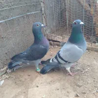 کفتر ماده|پرنده|سده (خراسان جنوبی), |دیوار