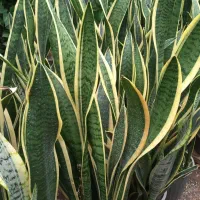 فروش گلهای آپارتمانی|گل و گیاه طبیعی|شلمان, |دیوار