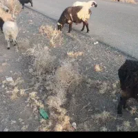 میش فروشی|حیوانات مزرعه|سربیشه, |دیوار