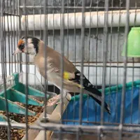 سهره نر دهن لر بسیار خوش صدا