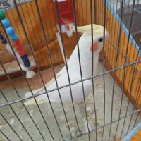 عروس هلندی|پرنده|یزد, |دیوار