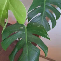 سر قلمه ۳برگی  انجیری