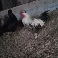 خروس|حیوانات مزرعه|حاجیلار, |دیوار