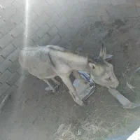 الاغ ماده خیلی خر خوبیه تو گله هم بوده|حیوانات مزرعه|نیشابور, مبارکه|دیوار