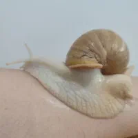 حلزون پرورشی آفریقایی آچاتینا جهت زیبایی پوست|خزنده|اهواز, کوروش|دیوار