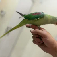 شاه طوطی
