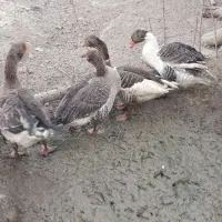 غاز جوان بومی