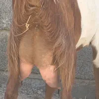 بز افغان با کهره شیری