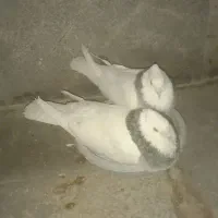 جفت طوقی