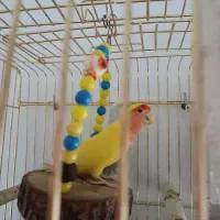 برزیلی طوطک|پرنده|مرند, |دیوار